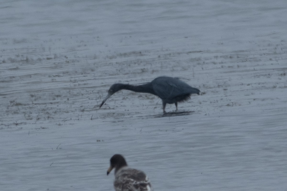 Little Blue Heron - ML642003052