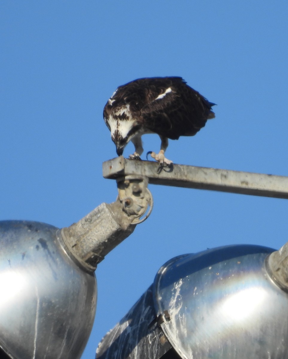 Osprey (American) - ML642003053