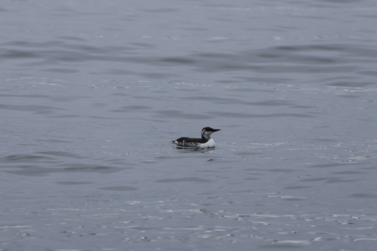 Common Murre - ML642003055