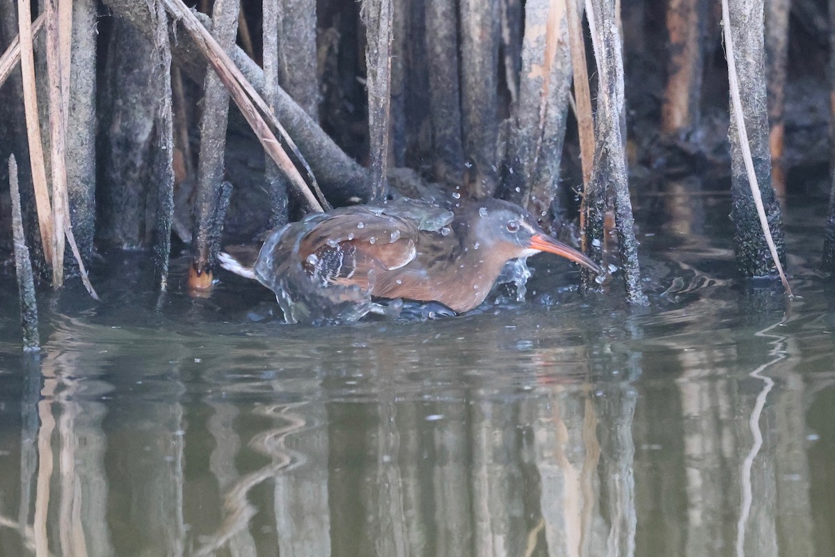 Virginia Rail - ML642003056