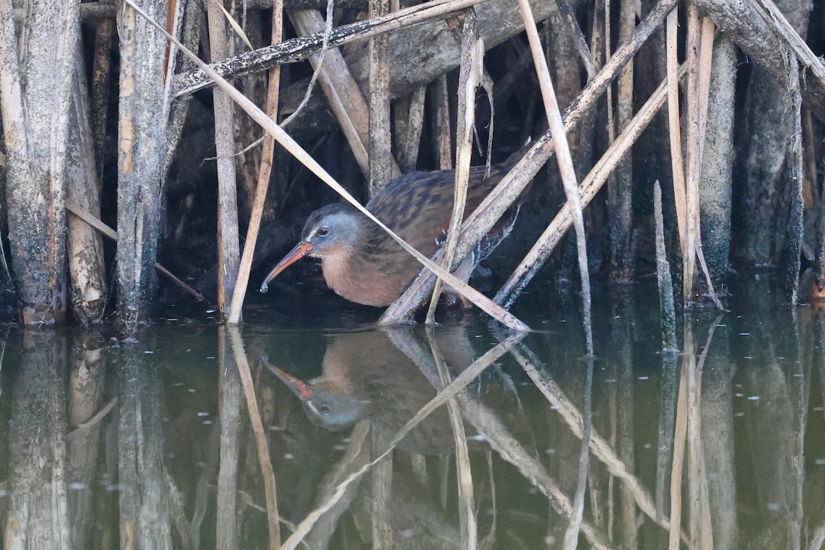 Virginia Rail - ML642003057