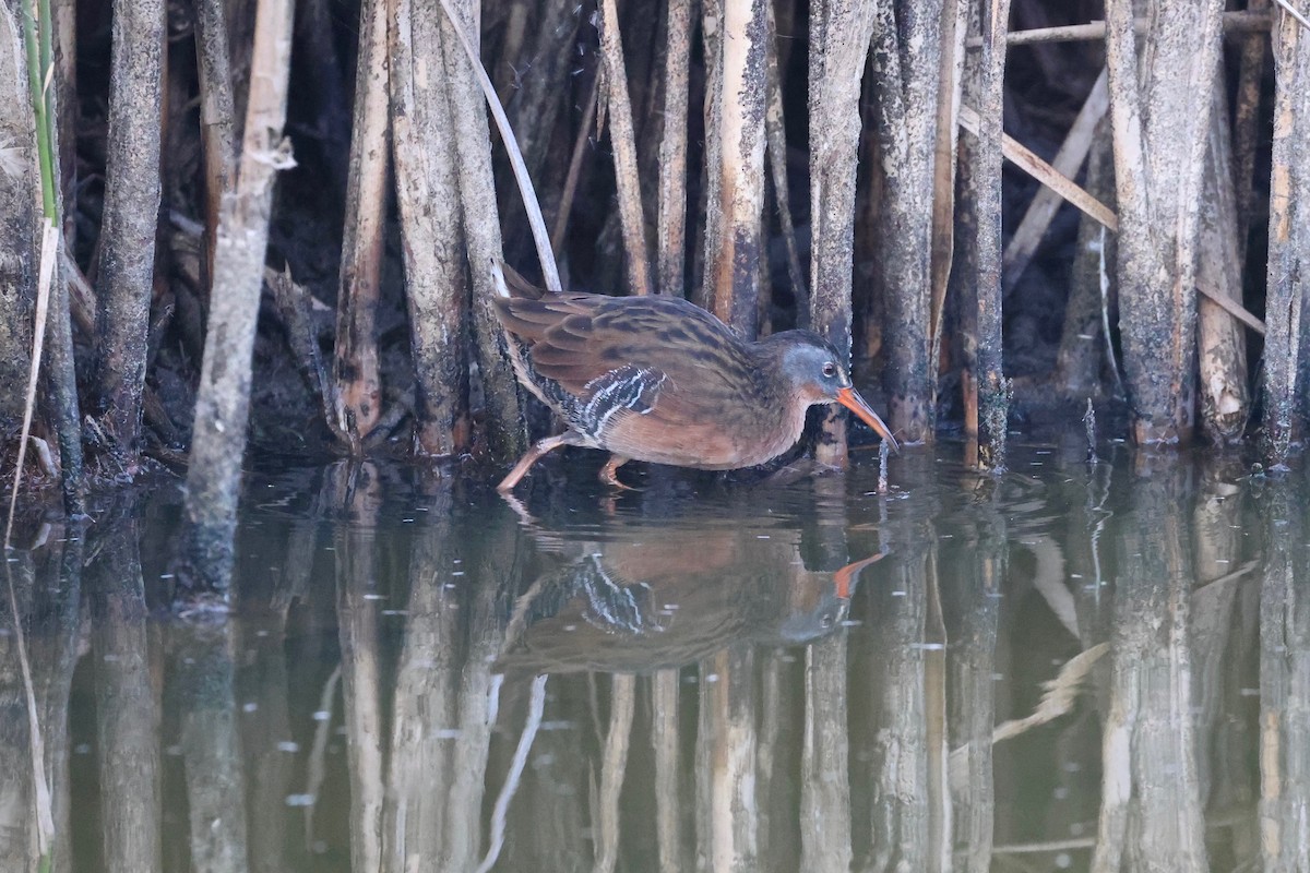 Virginia Rail - ML642003058
