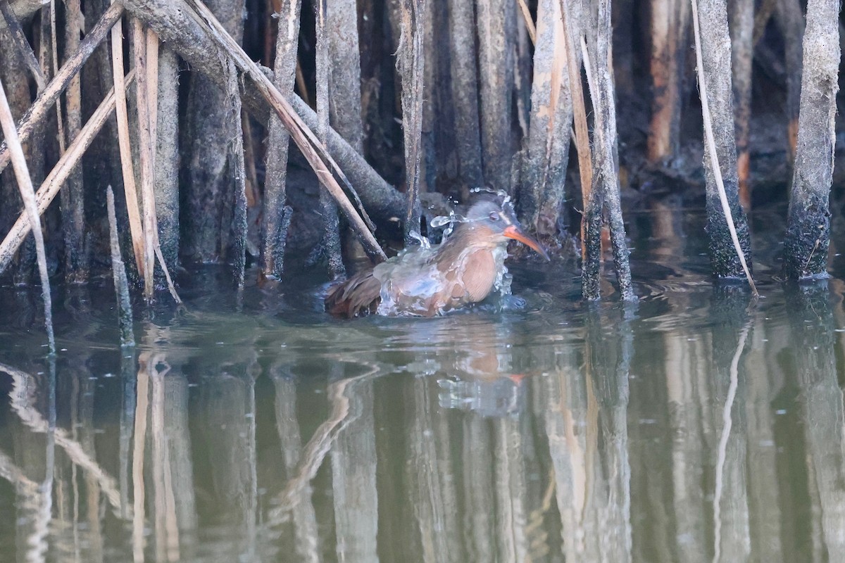 Virginia Rail - ML642003059