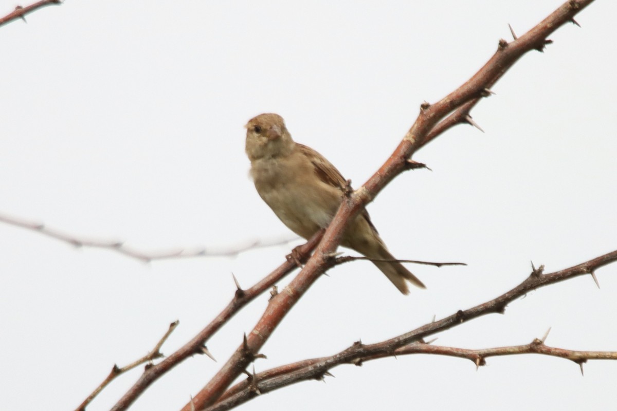 House Sparrow - ML642003060
