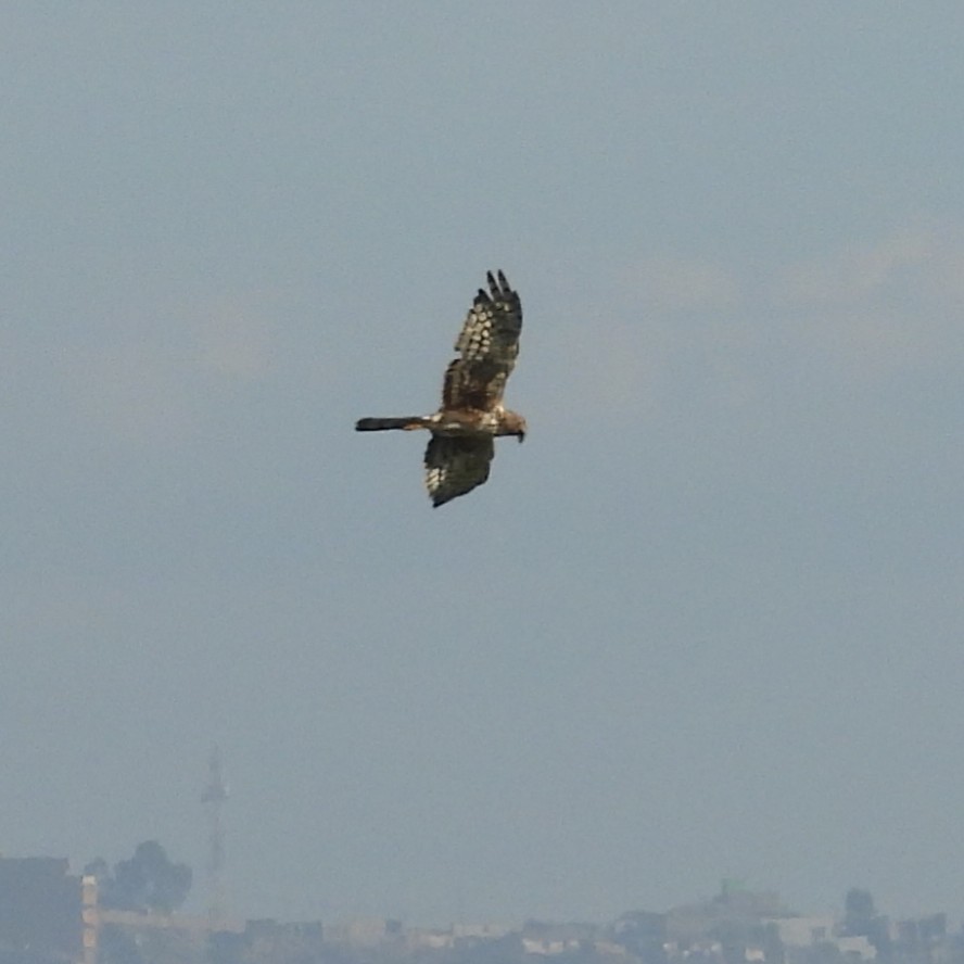 Northern Harrier - ML642003061