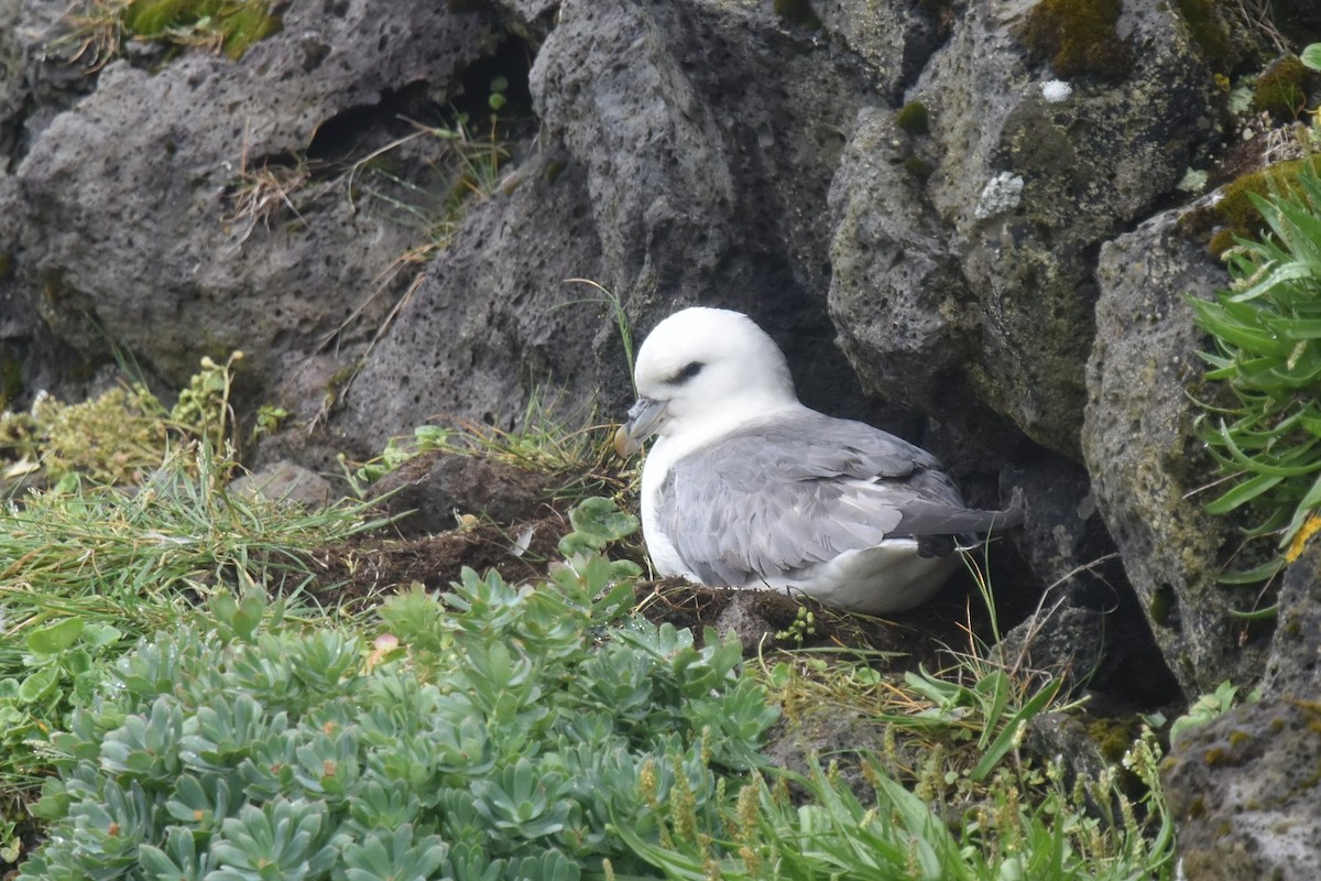 Northern Fulmar - ML642003062