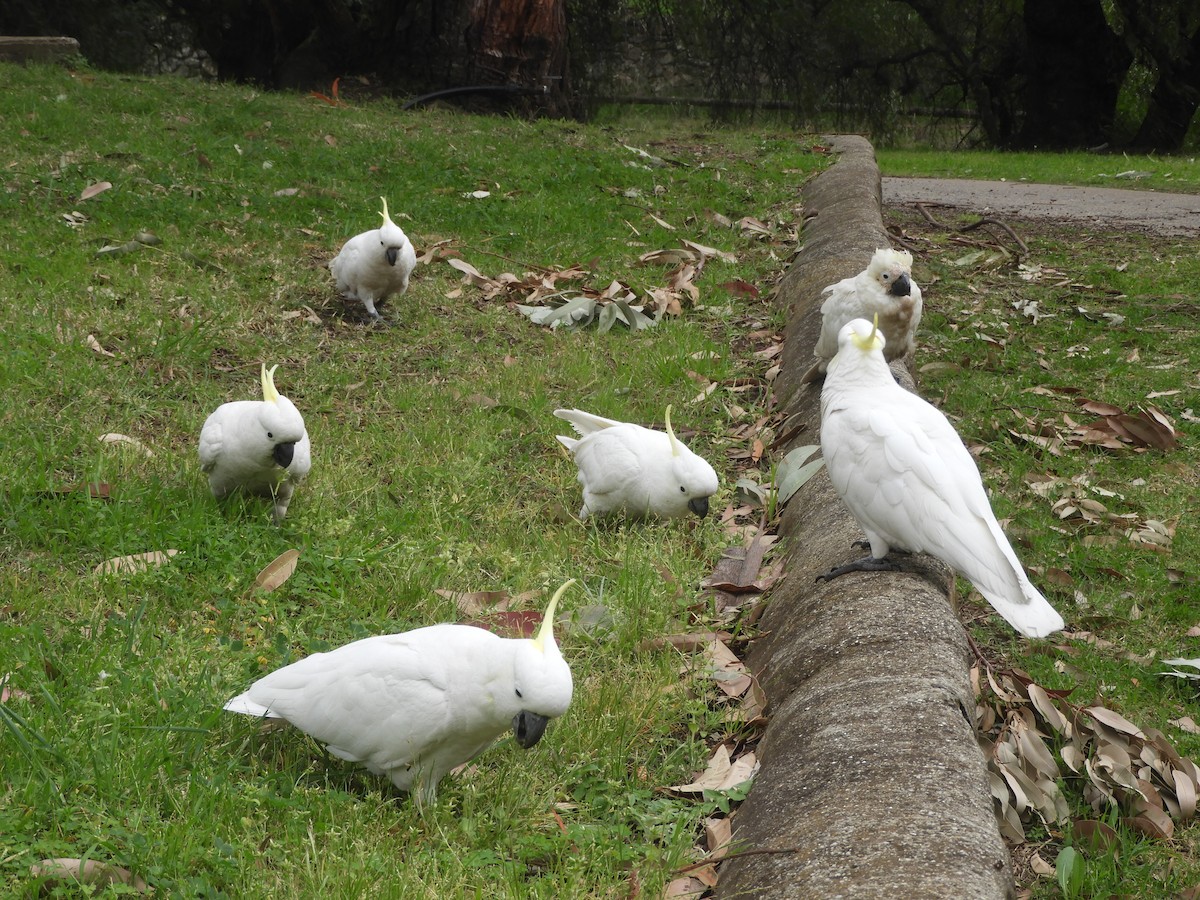 Sulphur-crested Cockatoo - ML642003066