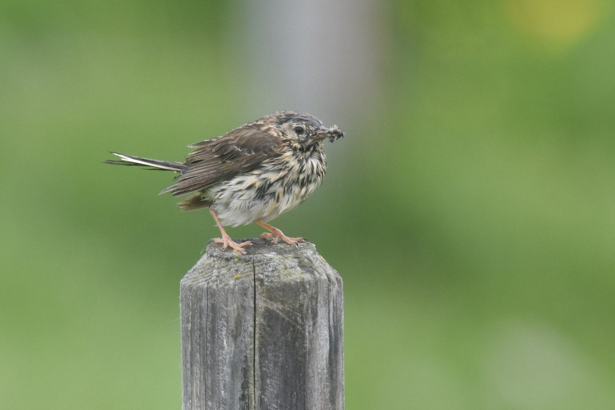 Meadow Pipit - ML642003067