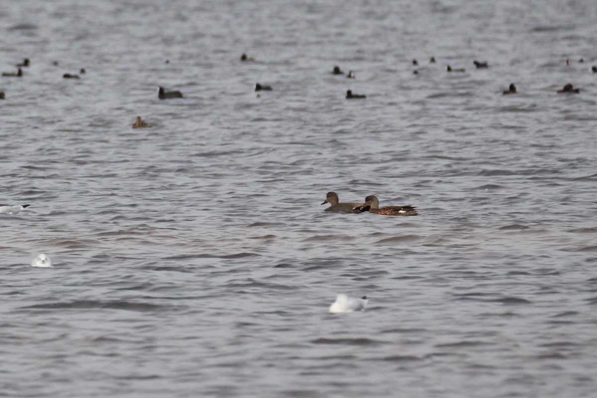 Gadwall - ML642003068
