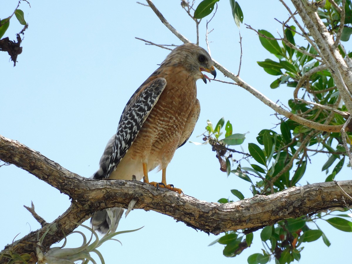 Red-shouldered Hawk - ML642003069