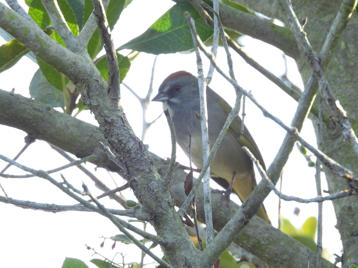 Green-tailed Towhee - ML642003112