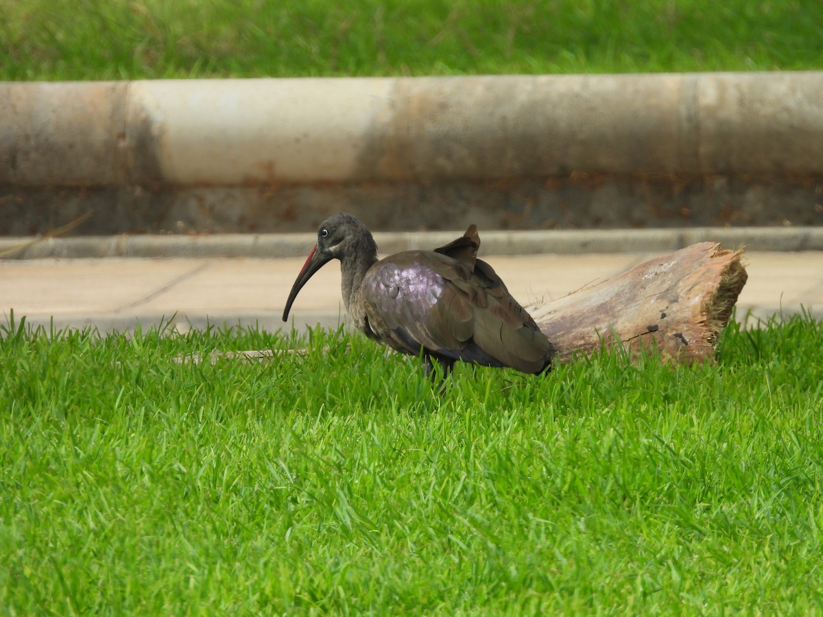 Hadada Ibis - ML642003113