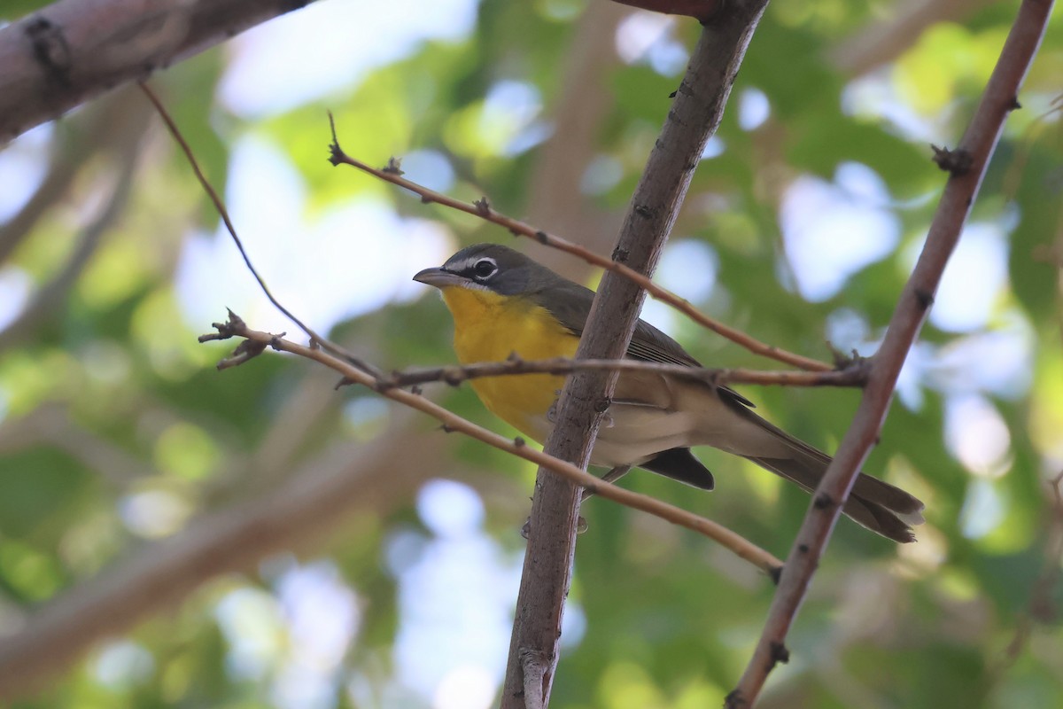 Yellow-breasted Chat - ML642003115