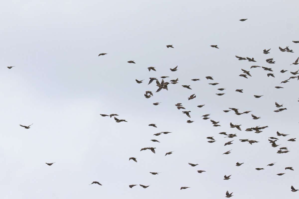 Rosy Starling - ML642003117