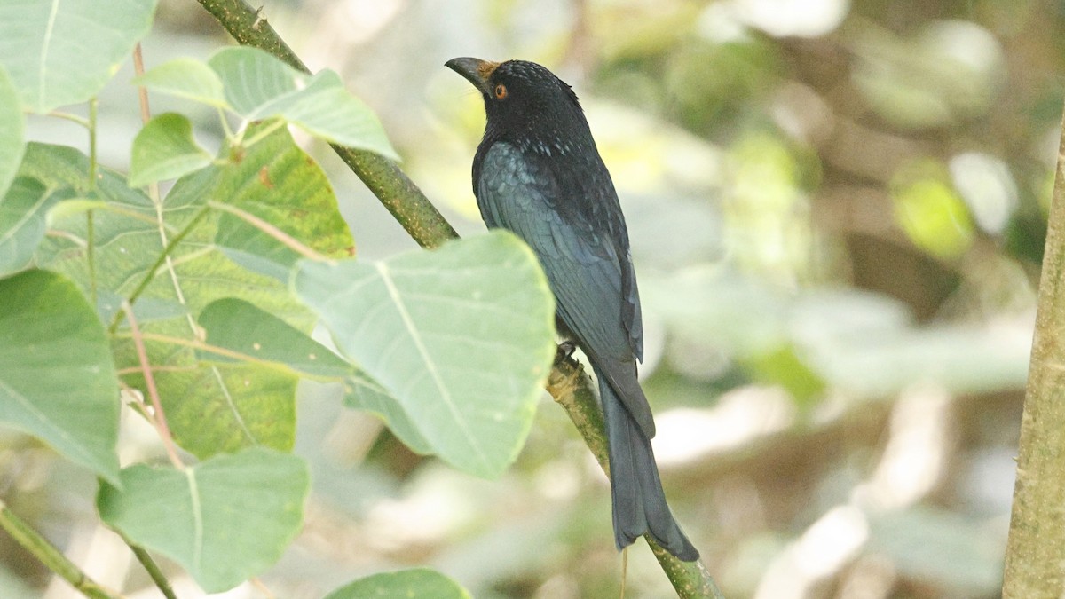 Yıldızlı Drongo - ML642003128