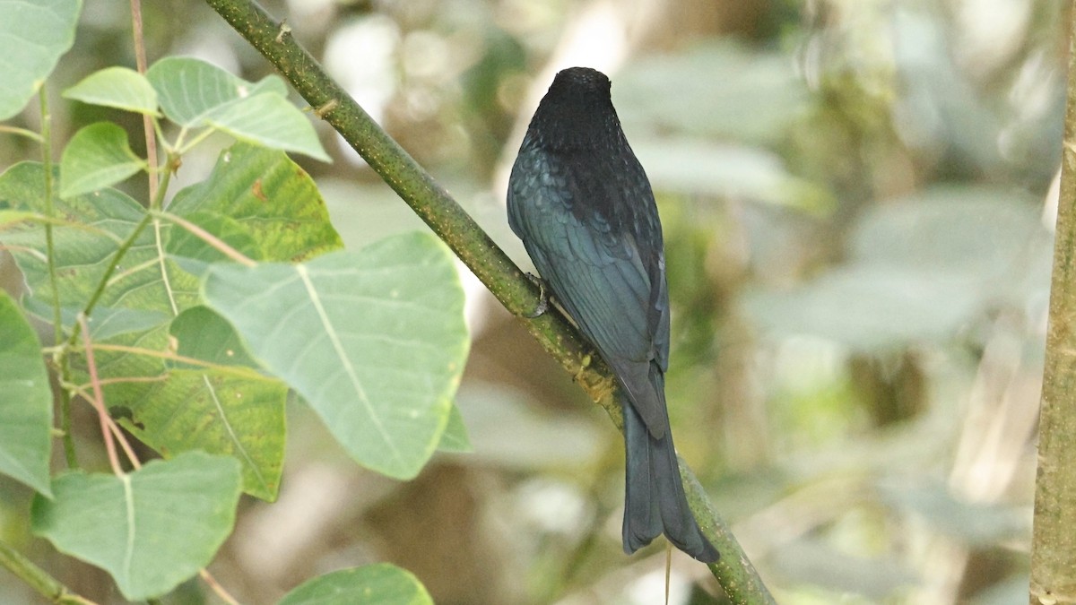 Yıldızlı Drongo - ML642003129