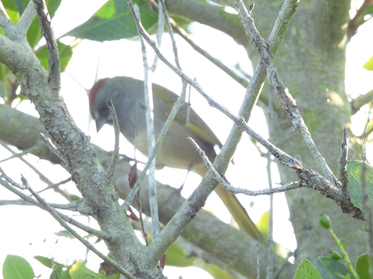 Green-tailed Towhee - ML642003140