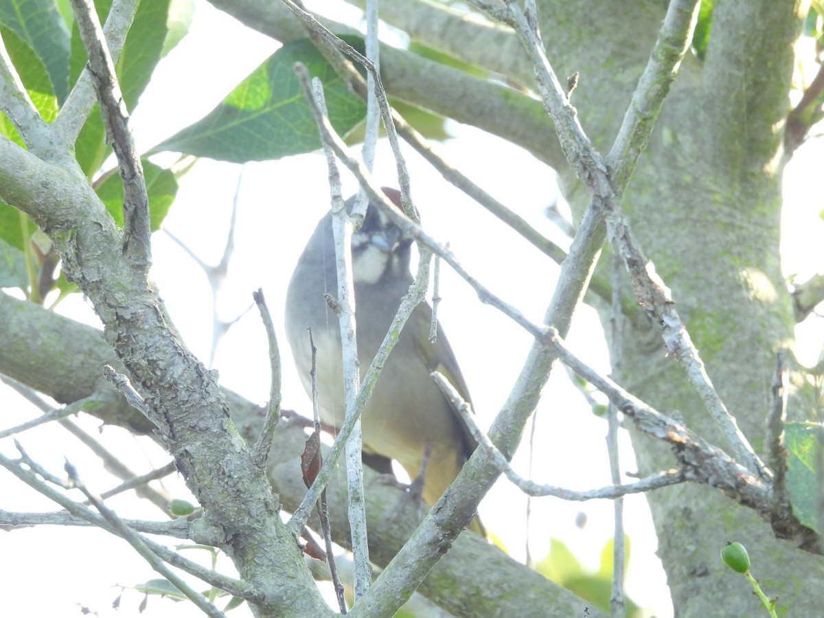 Green-tailed Towhee - ML642003147