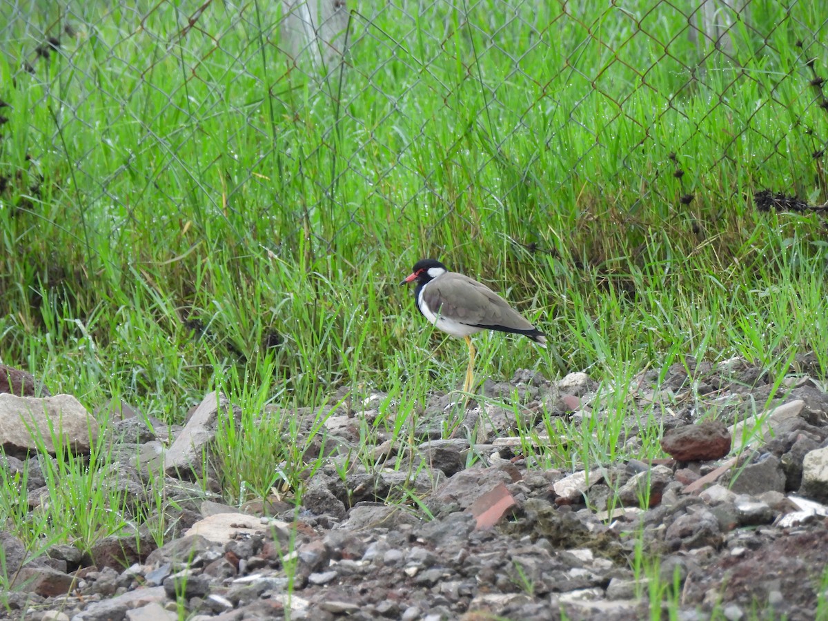 Red-wattled Lapwing - ML642003162