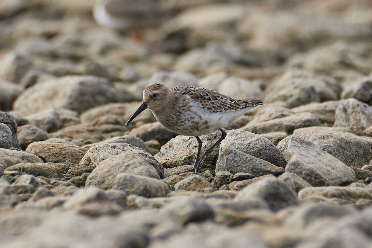 Dunlin - ML642003163