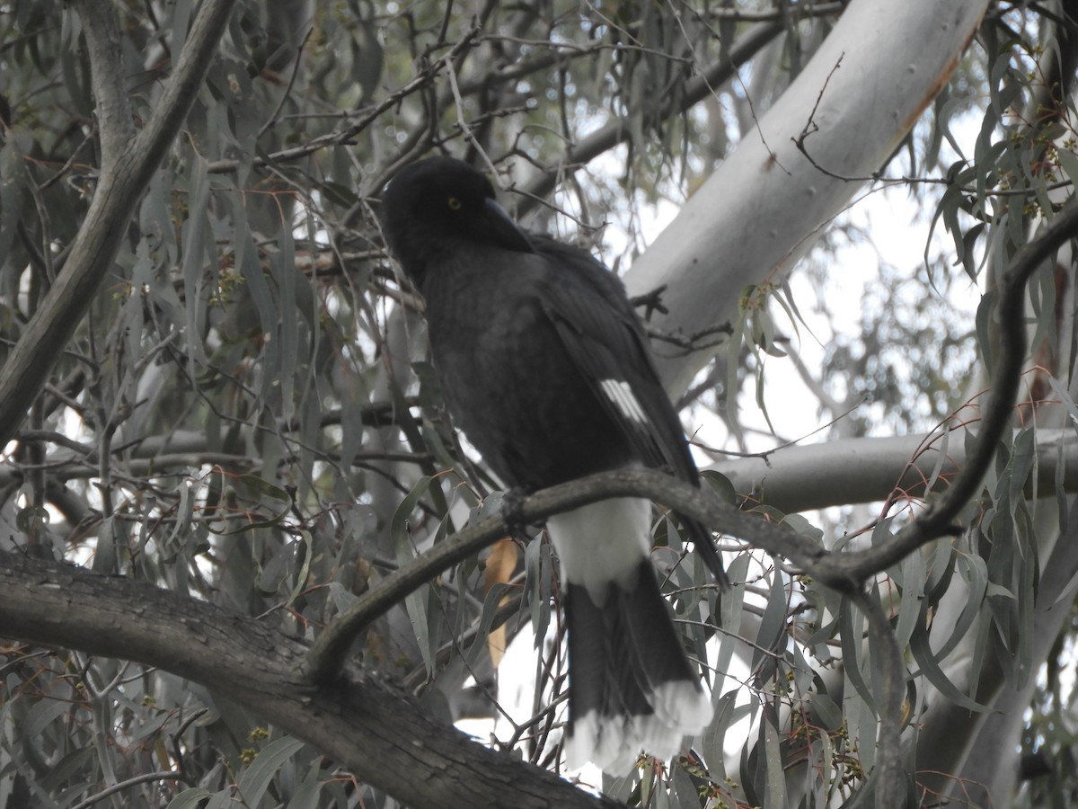 Pied Currawong - ML642003164