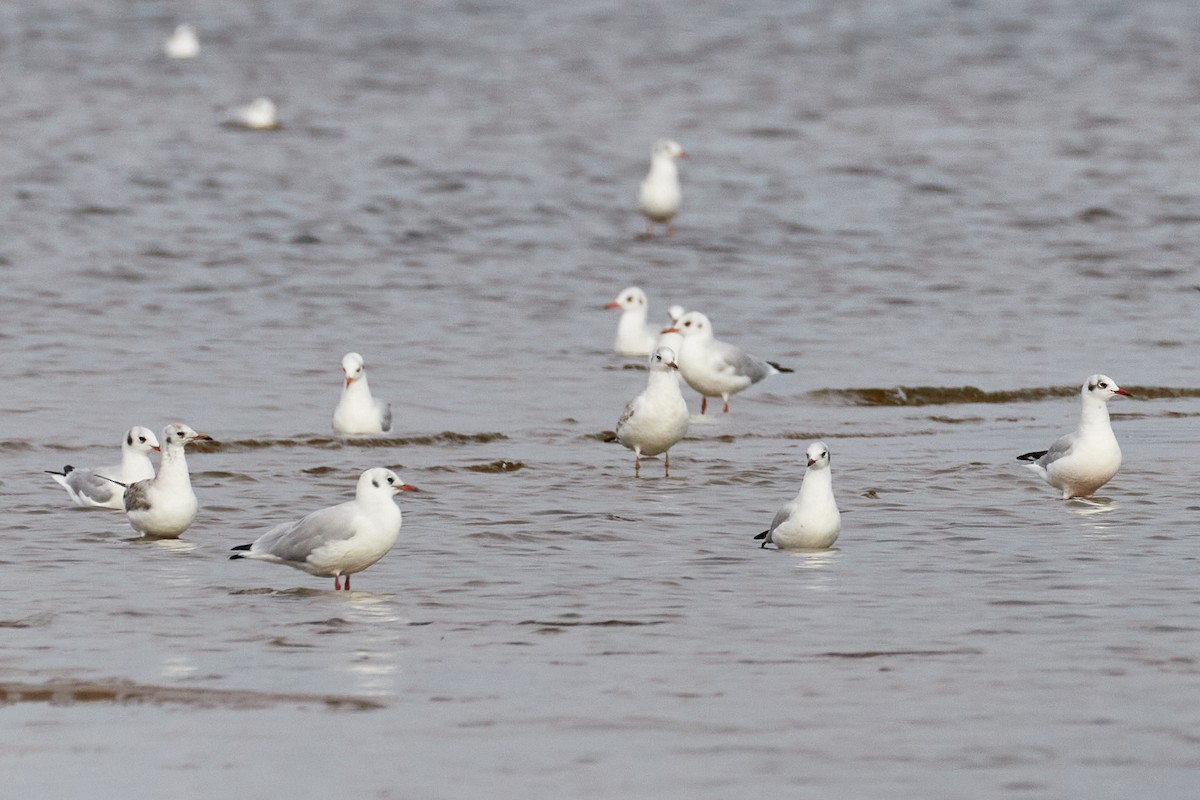 Black-headed Gull - ML642003165