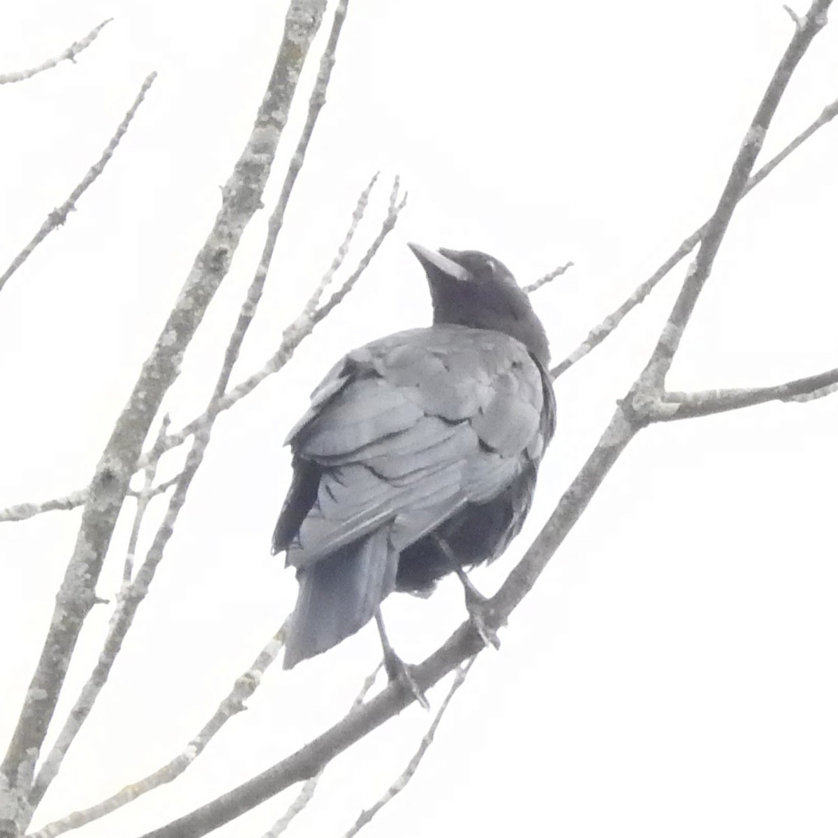 American Crow - ML642003169