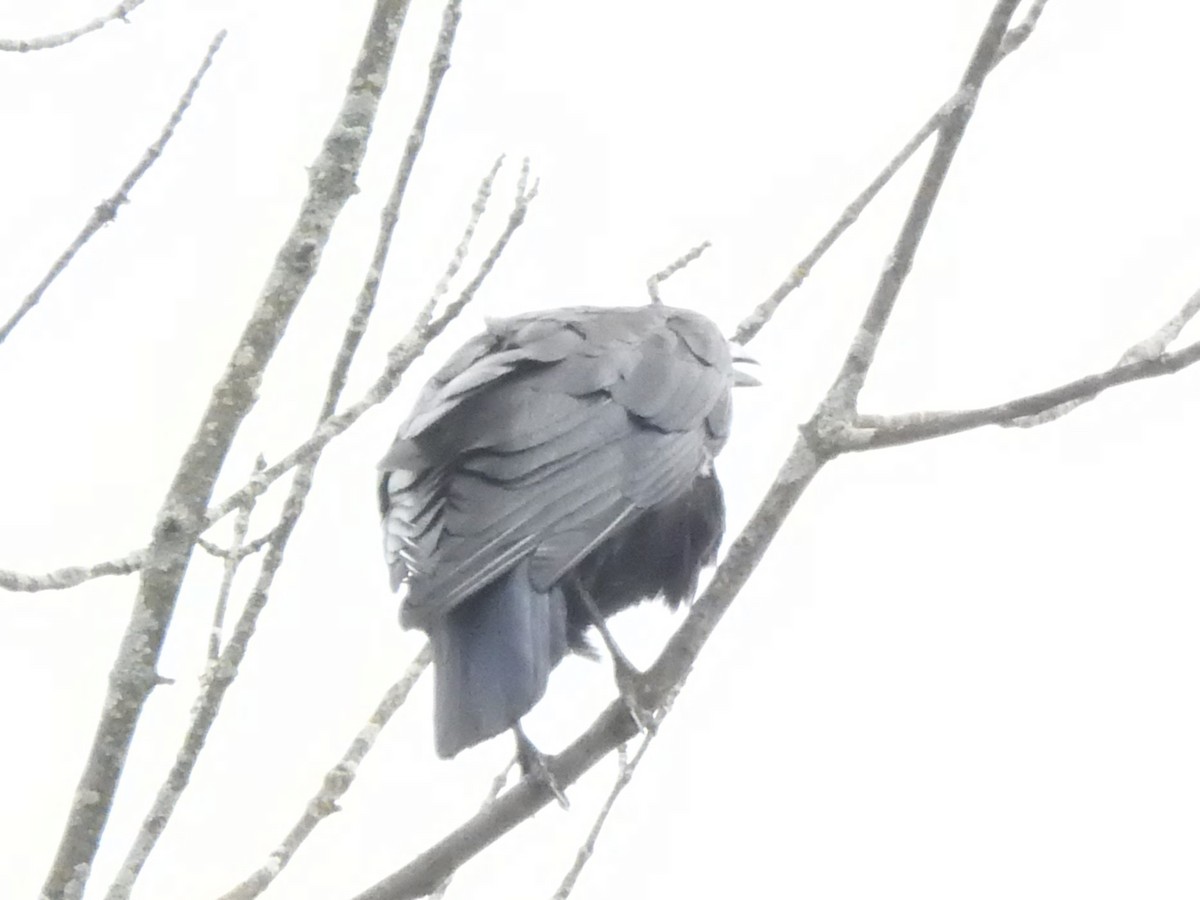 American Crow - ML642003173