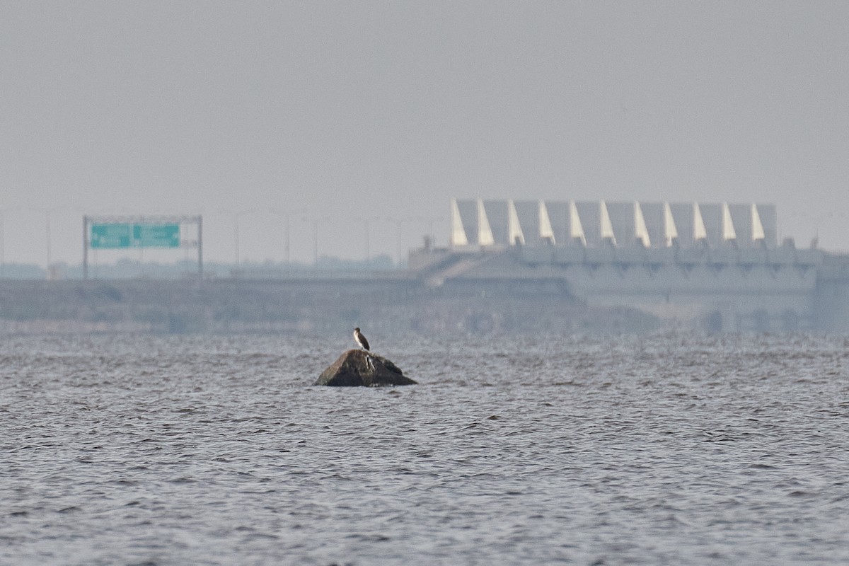 Great Cormorant - ML642003176