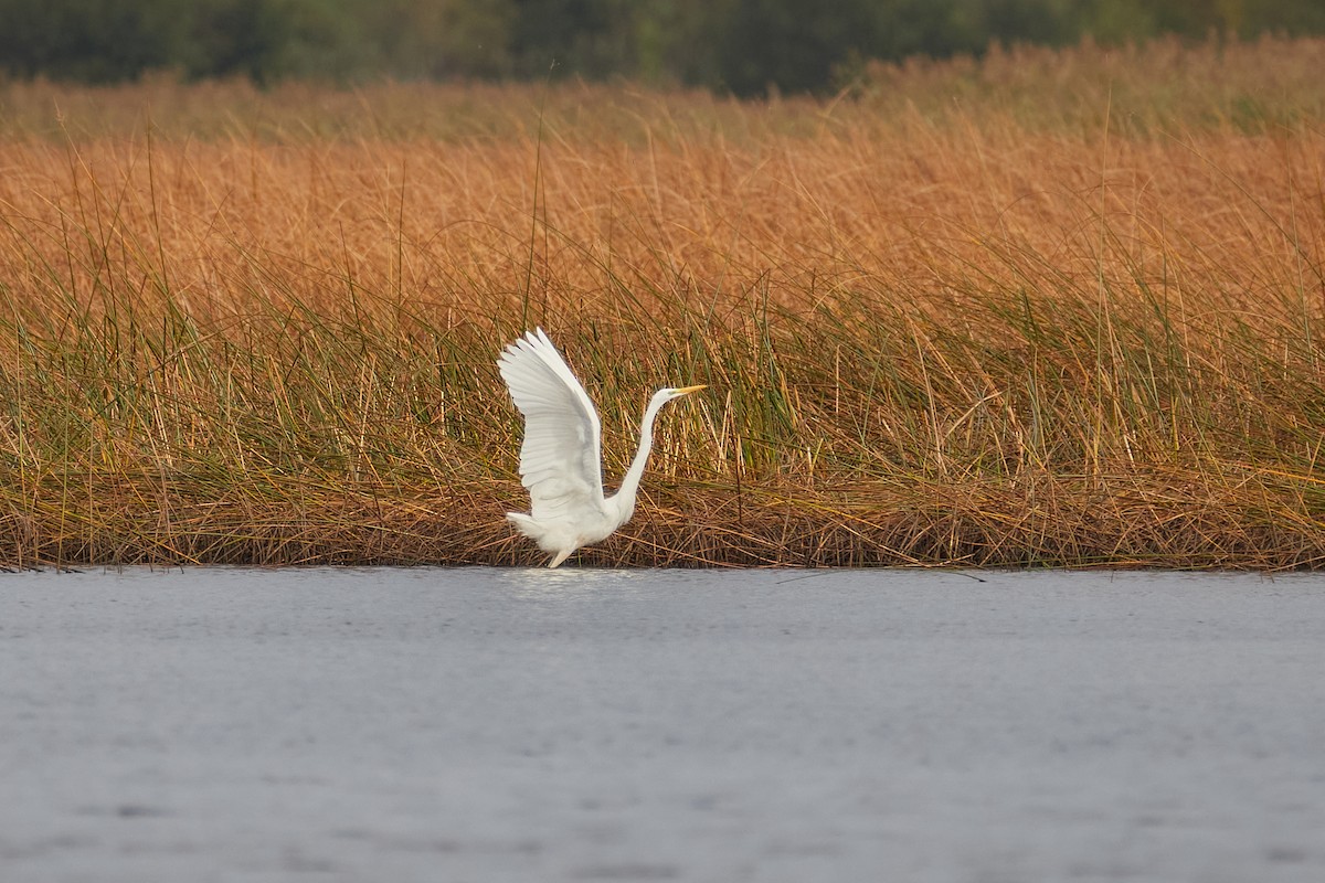 Great Egret - ML642003179