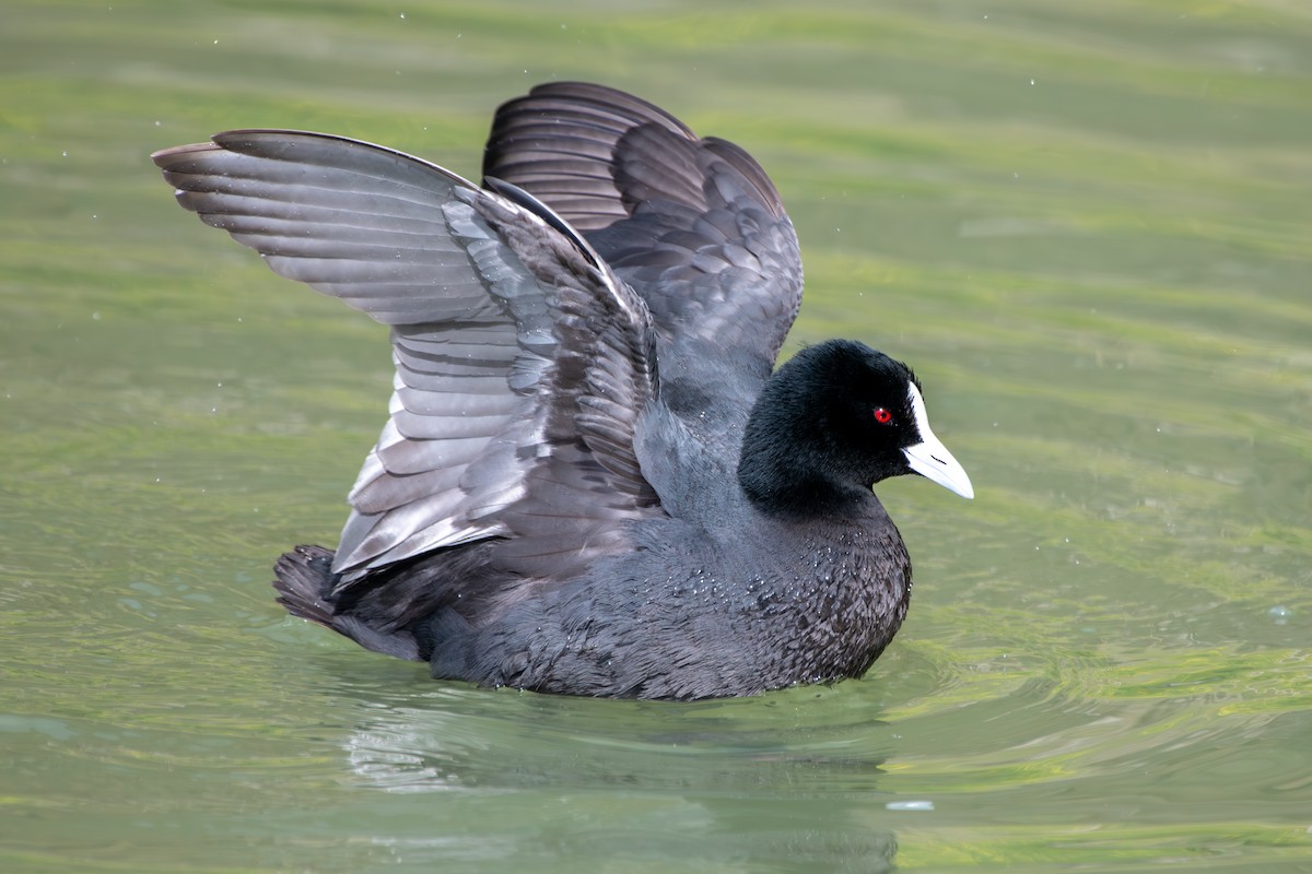 Eurasian Coot - ML642003180