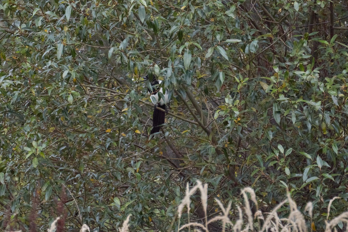 Eurasian Magpie - ML642003186
