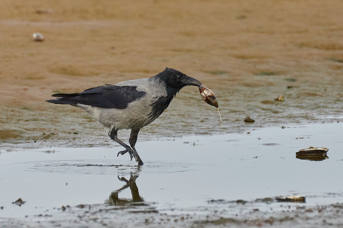Hooded Crow - ML642003188