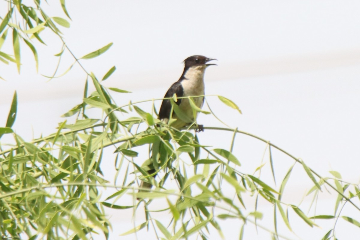 Pied Cuckoo - ML642003202