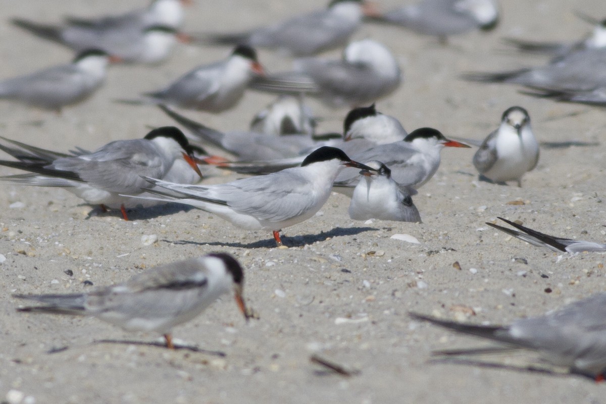 Roseate Tern - ML64200321