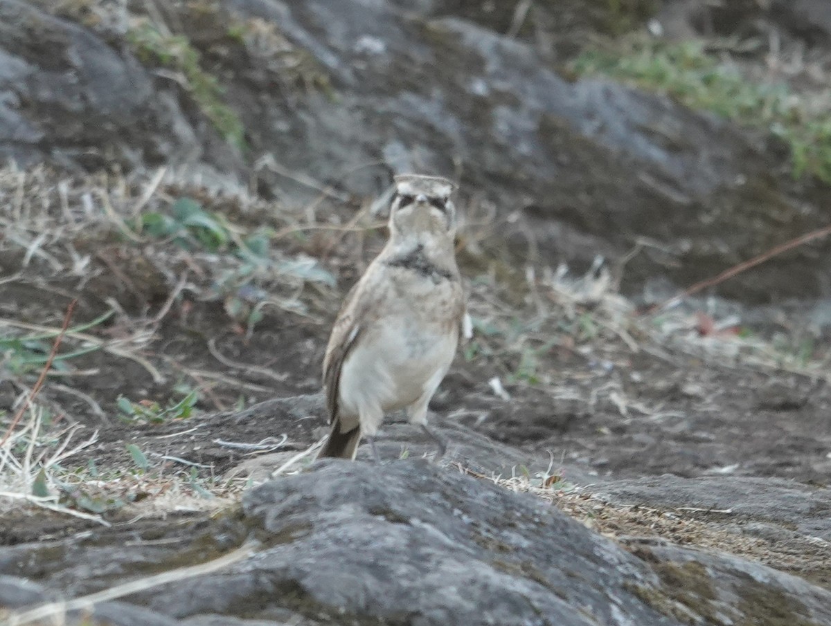 Horned Lark - ML642003210