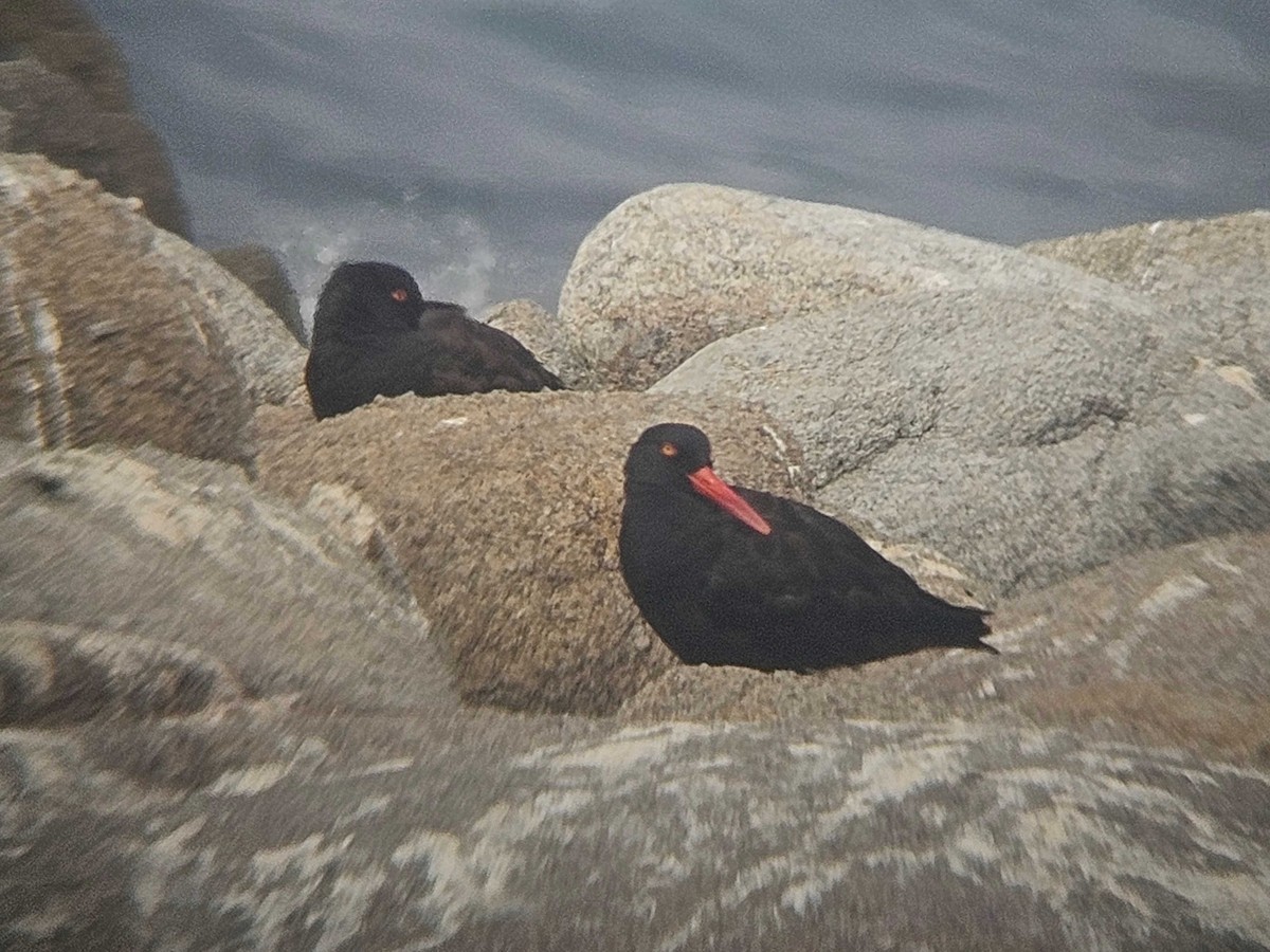 Kara Poyrazkuşu - ML642003214