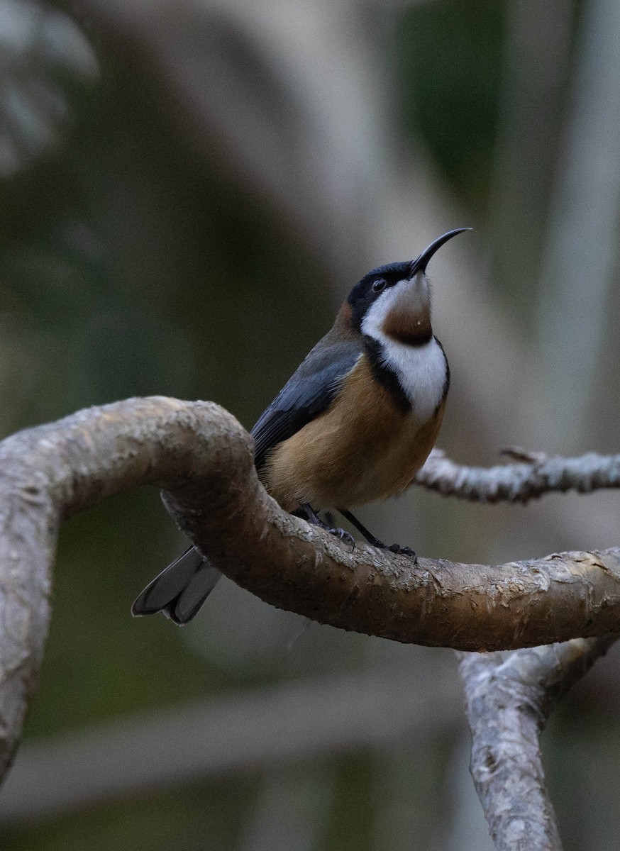 Eastern Spinebill - ML642003215