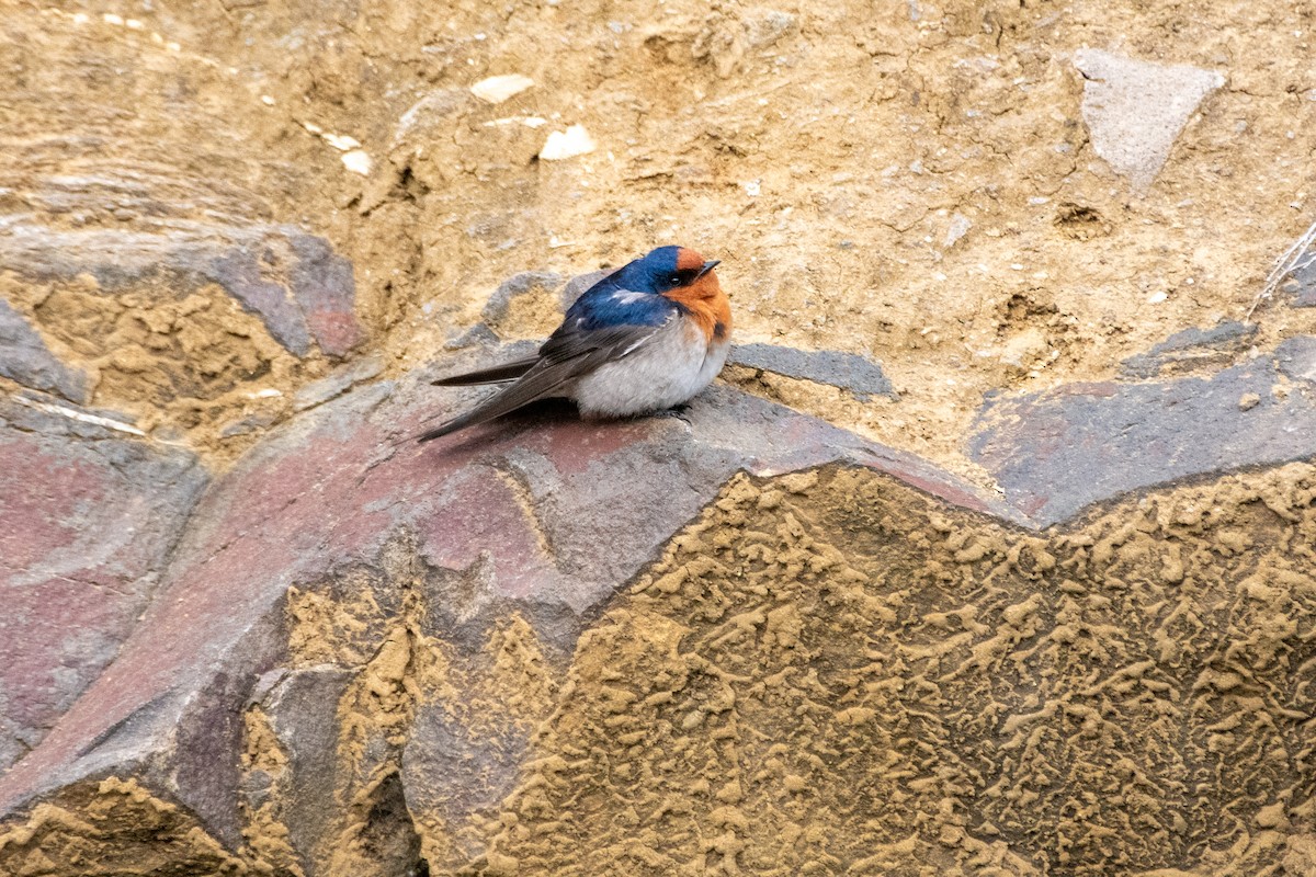 Welcome Swallow - ML642003219