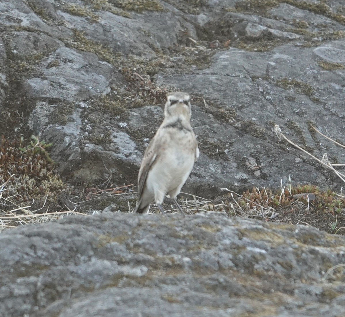 Horned Lark - ML642003224