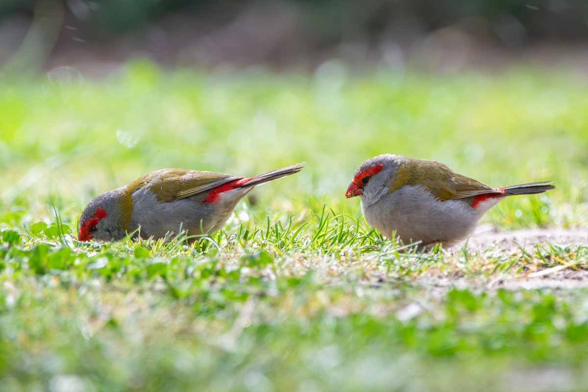 Red-browed Firetail - ML642003234