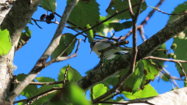 Blue-gray Gnatcatcher - ML642003258