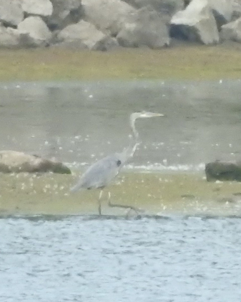 Great Blue Heron - ML642003259
