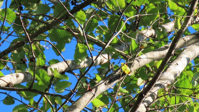 Blue-gray Gnatcatcher - ML642003260
