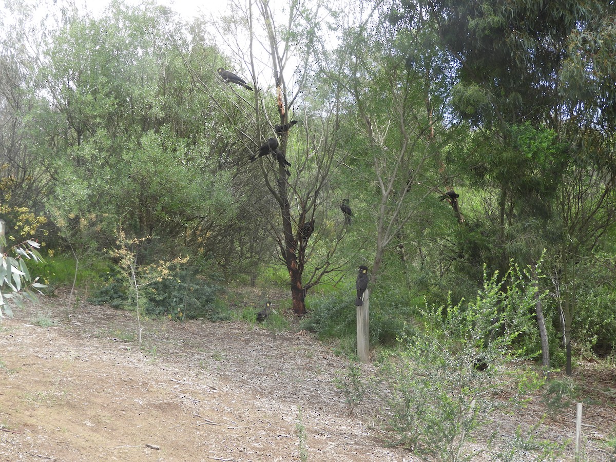 Sarı Kuyruklu Kakadu - ML642003291