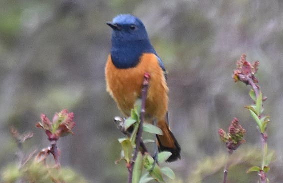 Blue-fronted Redstart - ML642003311