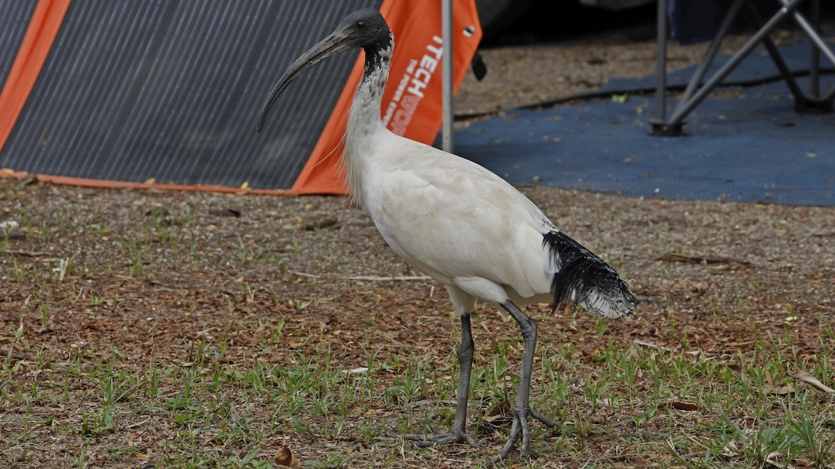 Australian Ibis - ML642003314