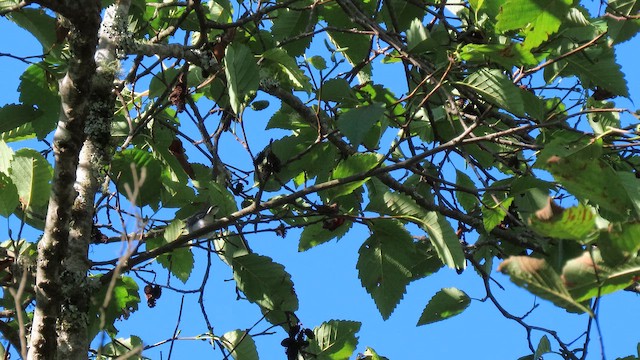 Blue-gray Gnatcatcher - ML642003315