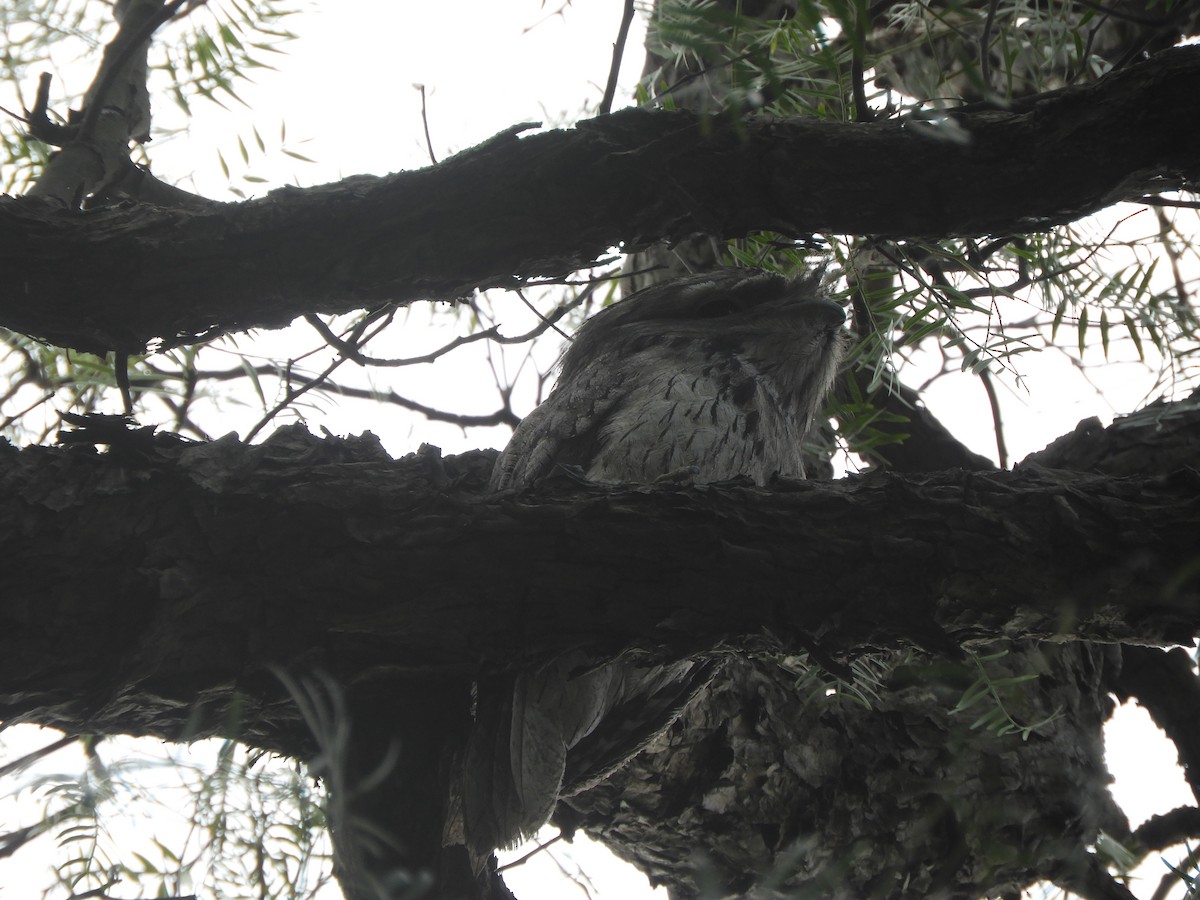 Tawny Frogmouth - ML642003342