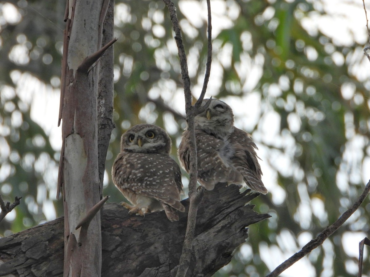 Spotted Owlet - ML642003345